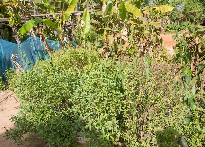 Chansor 19 By Siem Reap Homesteading * Phumi Trach Pok